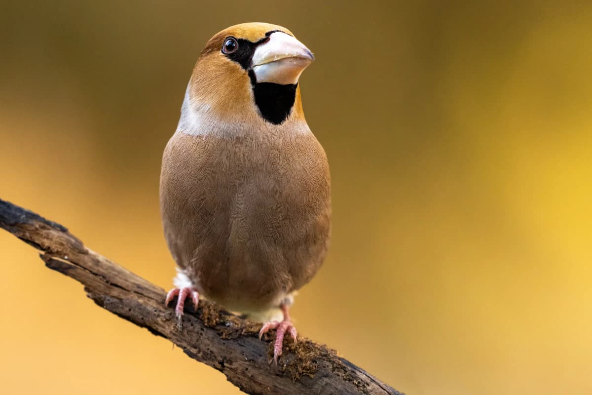 Småfågel vid Fröstad Naturfotos fotogömslen, bild 2