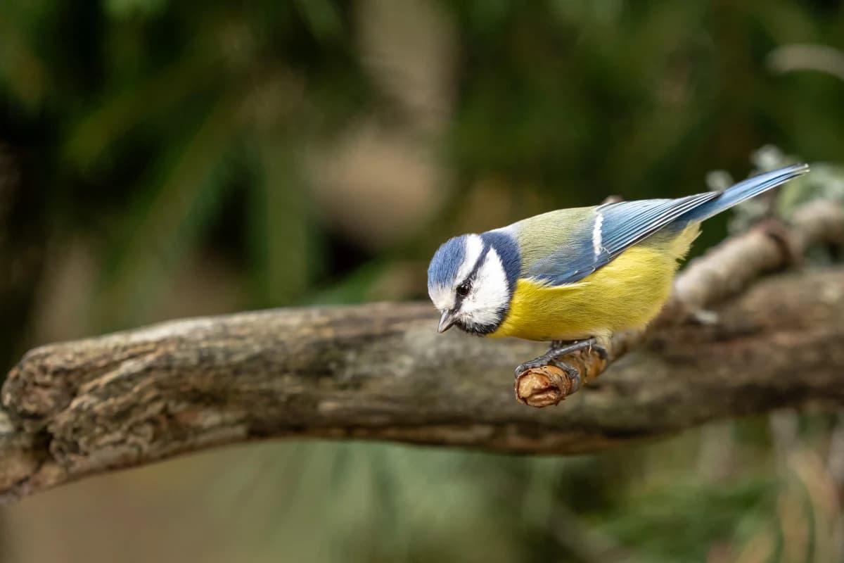Småfågel vid Fröstad Naturfotos fotogömslen, bild 3
