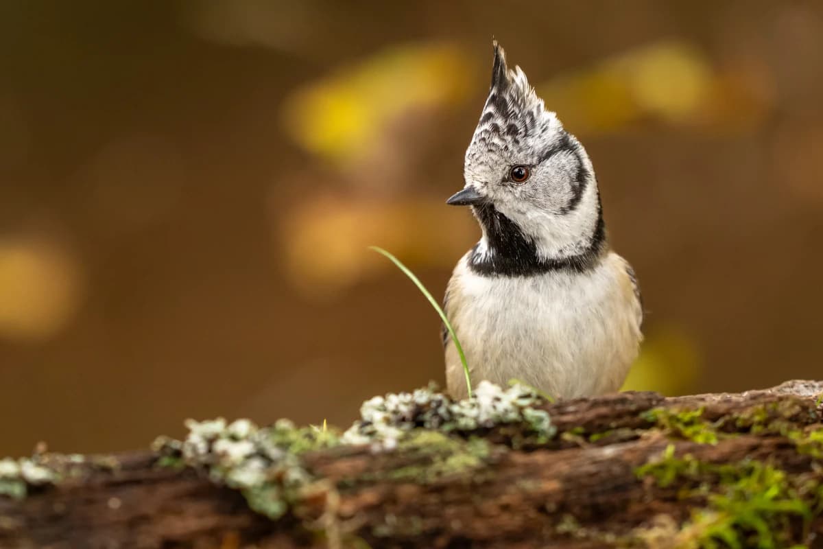 Småfågel vid Fröstad Naturfotos fotogömslen, bild 4