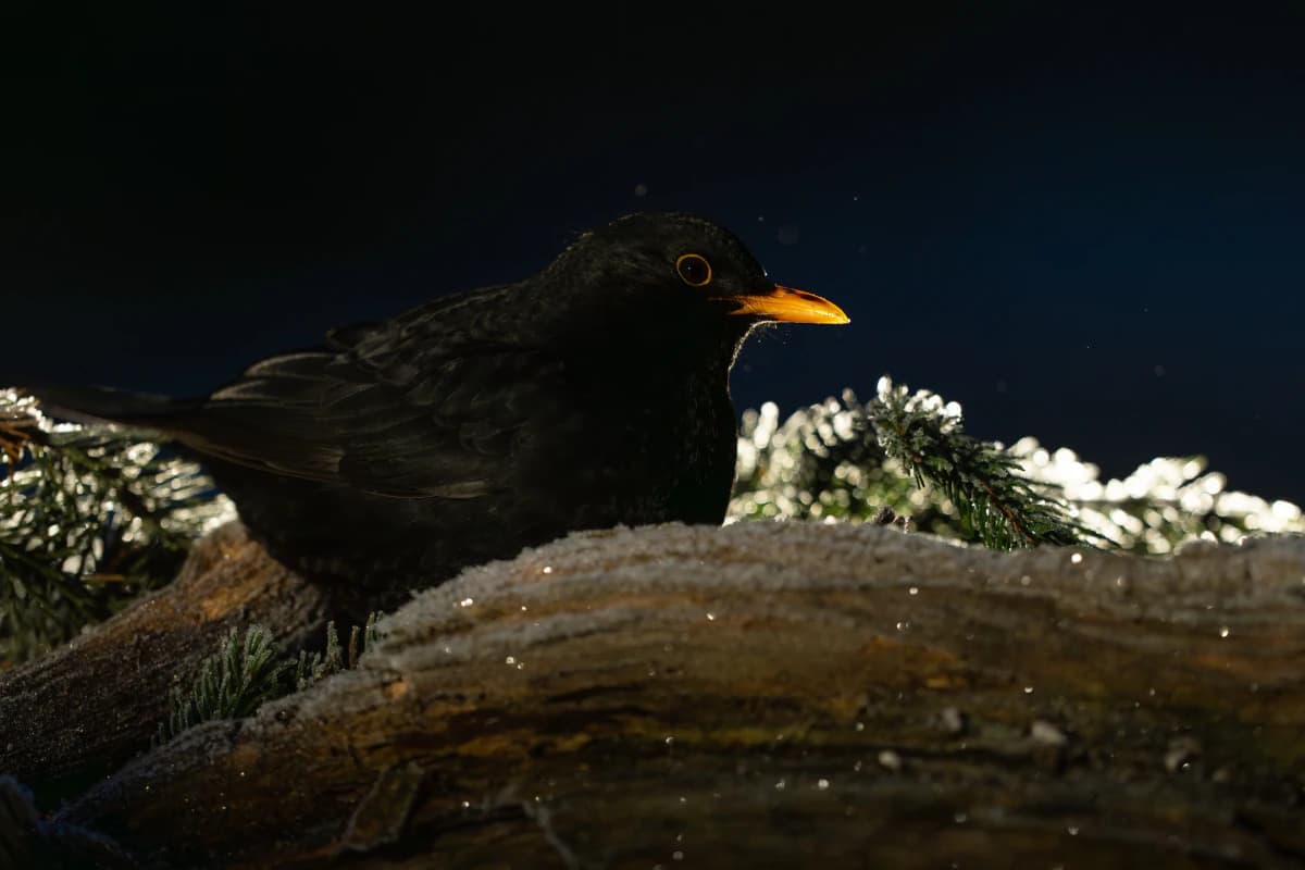 Småfågel vid Fröstad Naturfotos fotogömslen, bild 5