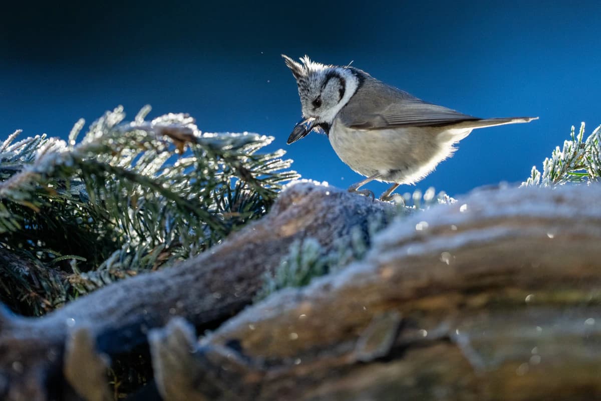 Småfågel vid Fröstad Naturfotos fotogömslen, bild 6