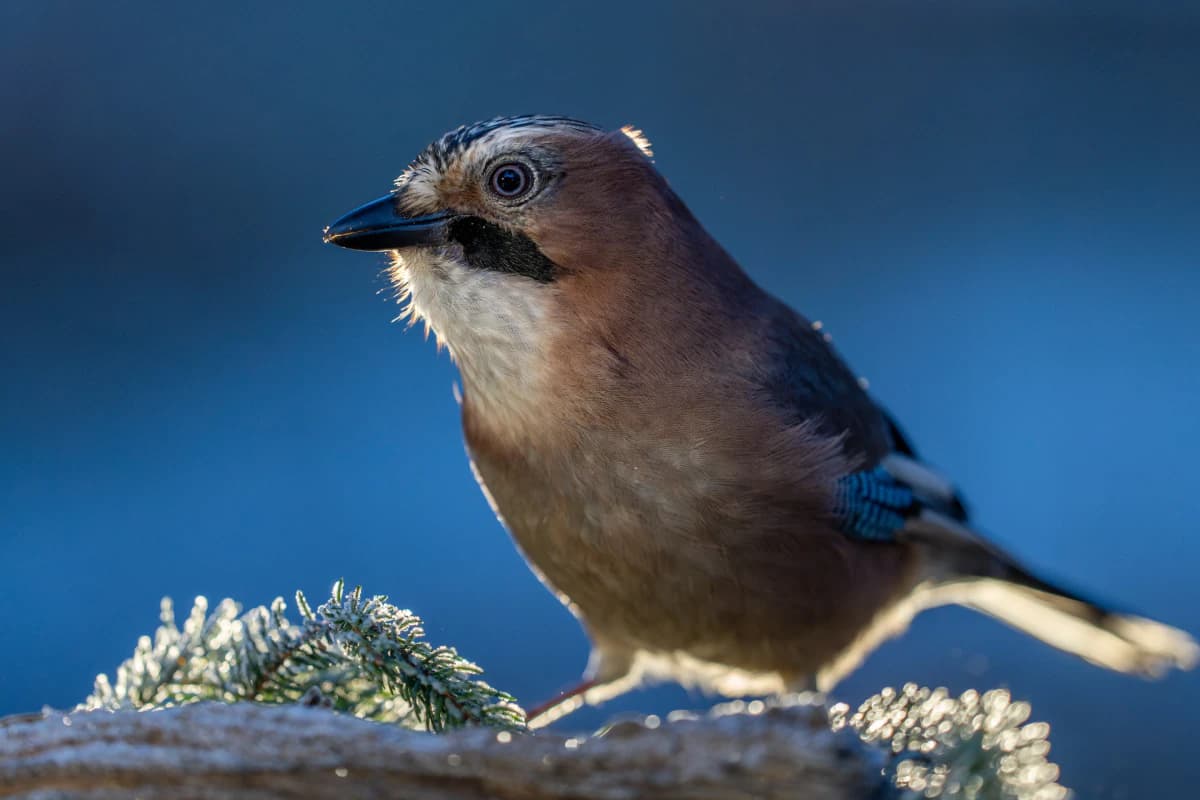 Småfågel vid Fröstad Naturfotos fotogömslen, bild 7