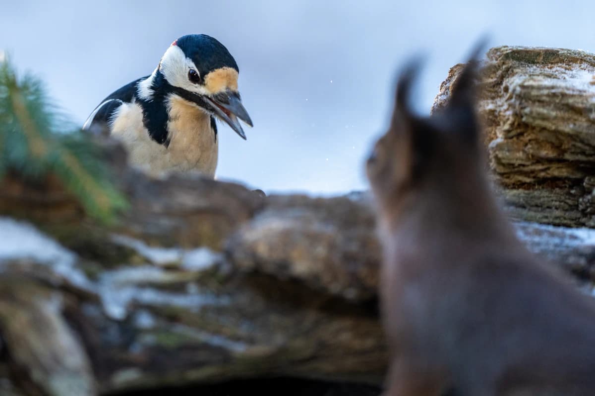 Småfågel vid Fröstad Naturfotos fotogömslen, bild 8
