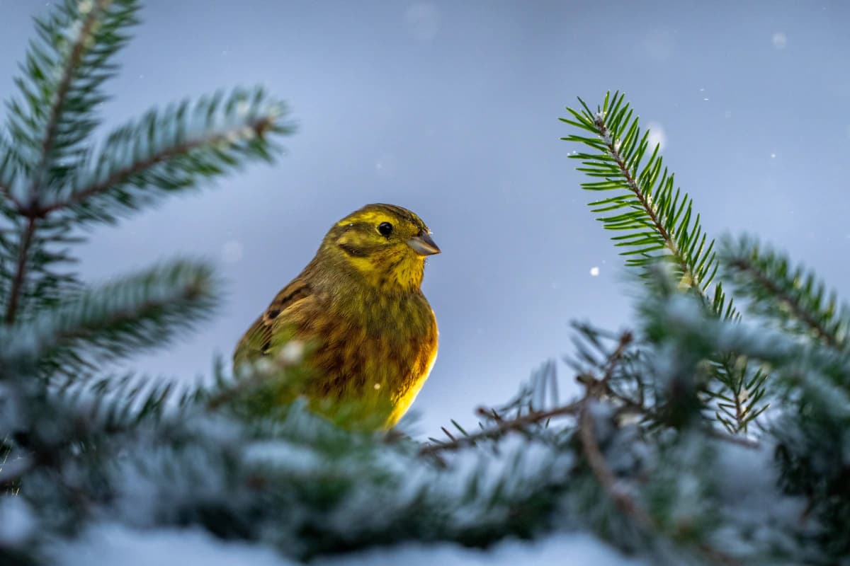 Småfågel vid Fröstad Naturfotos fotogömslen, bild 9