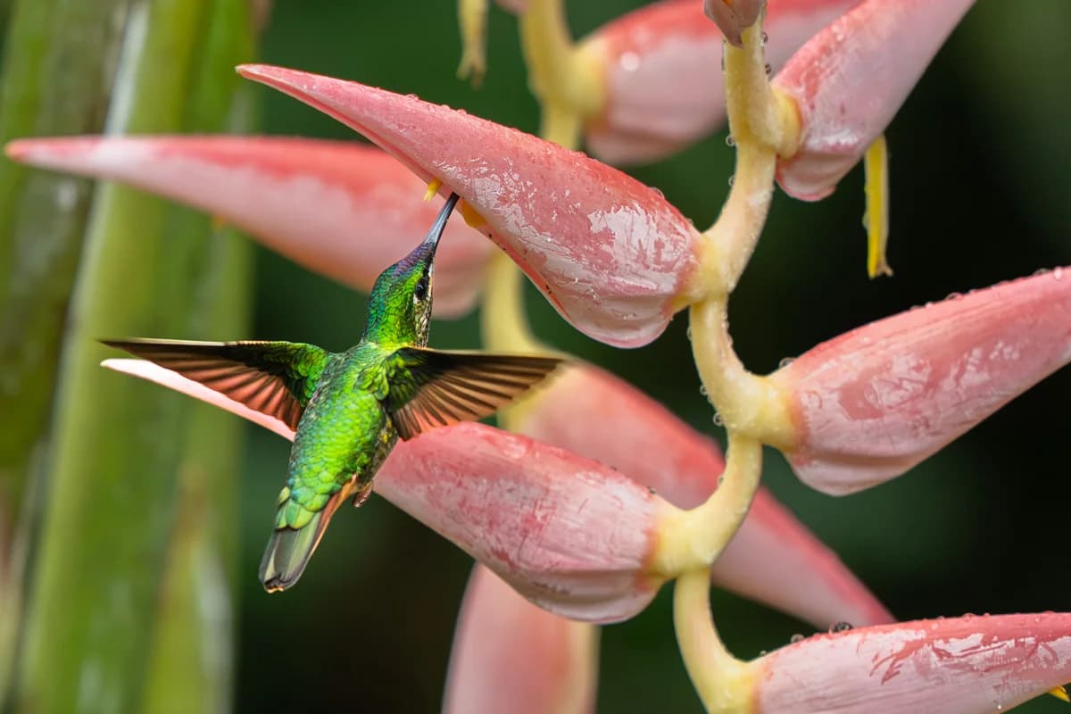 Variation under fotoresan i Bolivia, bild 8