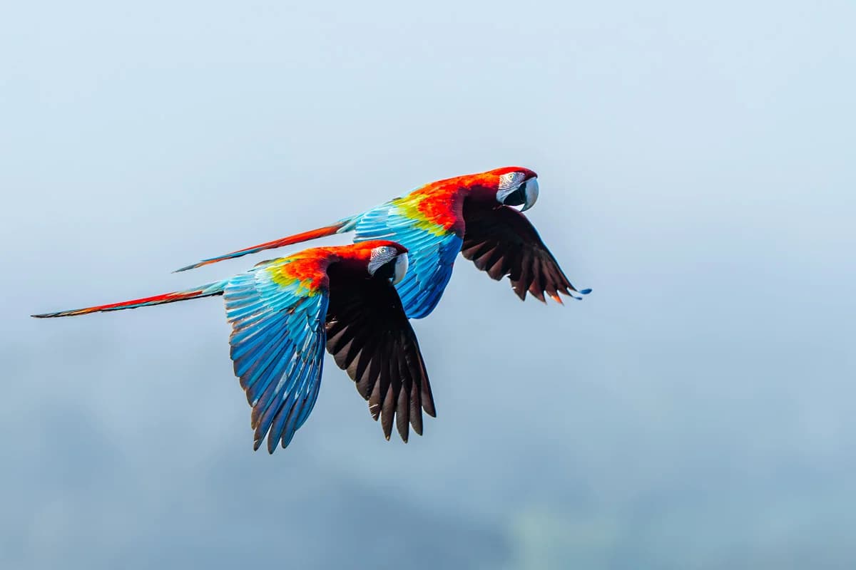 Färgstark fågel i Bolivias Amazonas