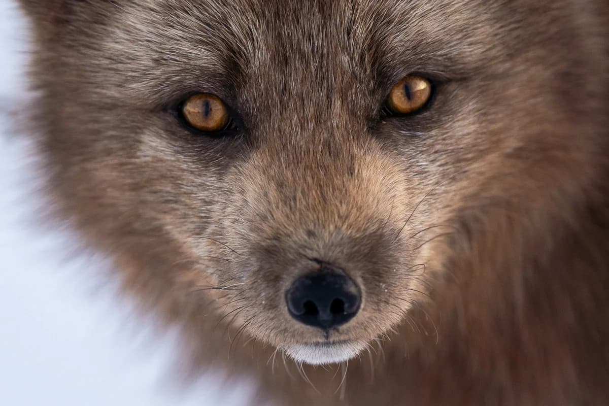 Närbild av fjällrävens ansikte