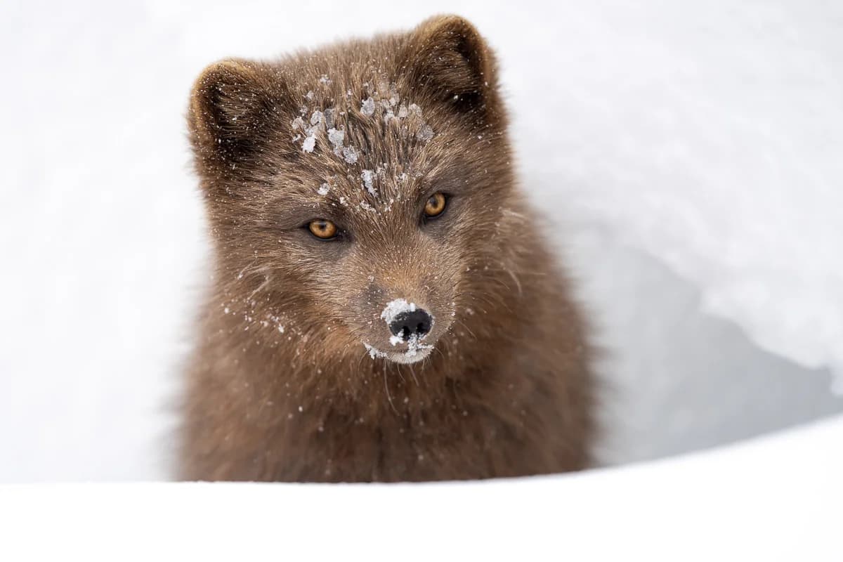 Fjällräv i snön på Hornstrandir
