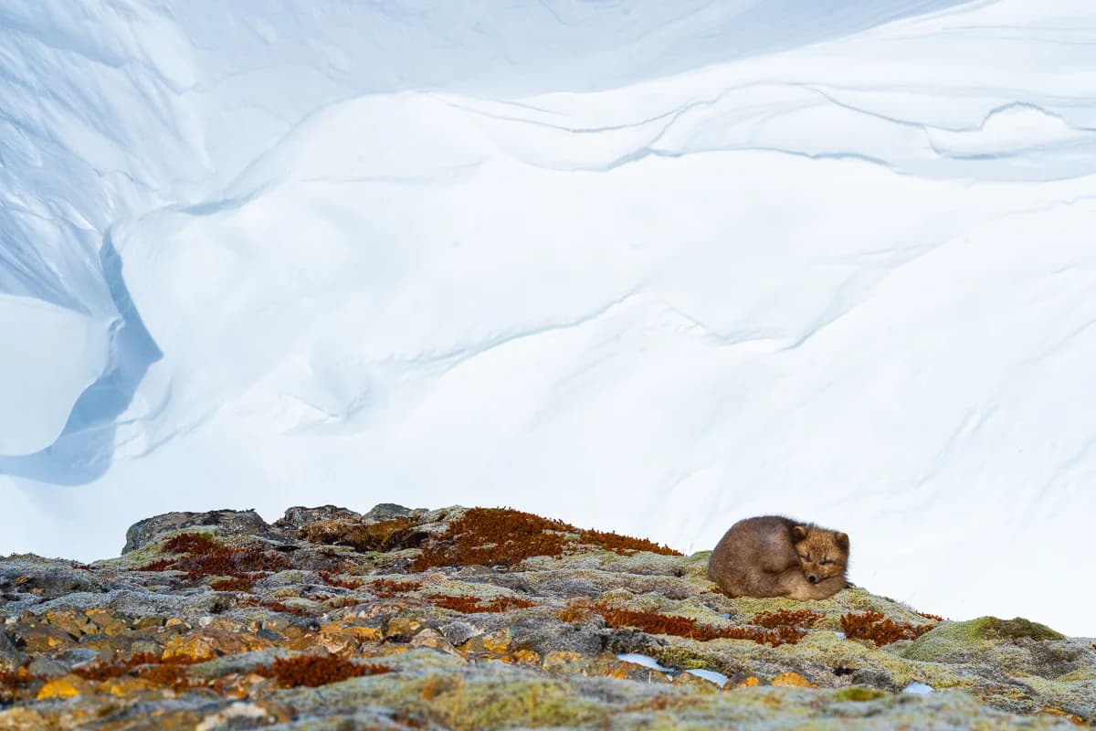Fjällräv i snö på nordvästra Island