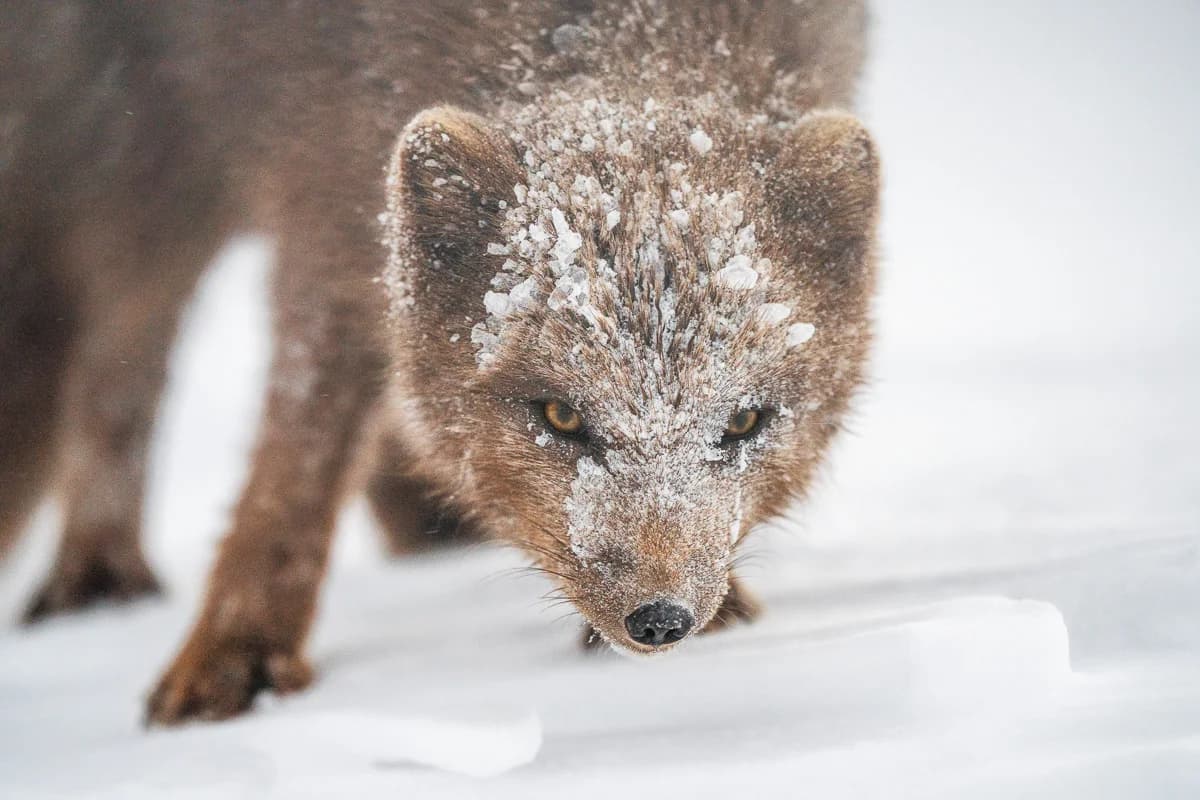 Fjällräv i snöstorm på Hornstrandir