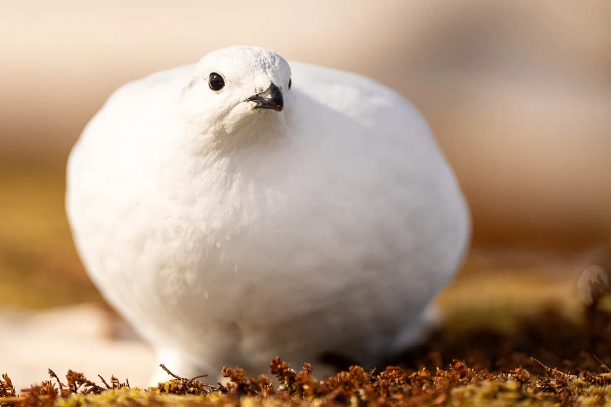 Fjällripa på en låg klippa vid kusten