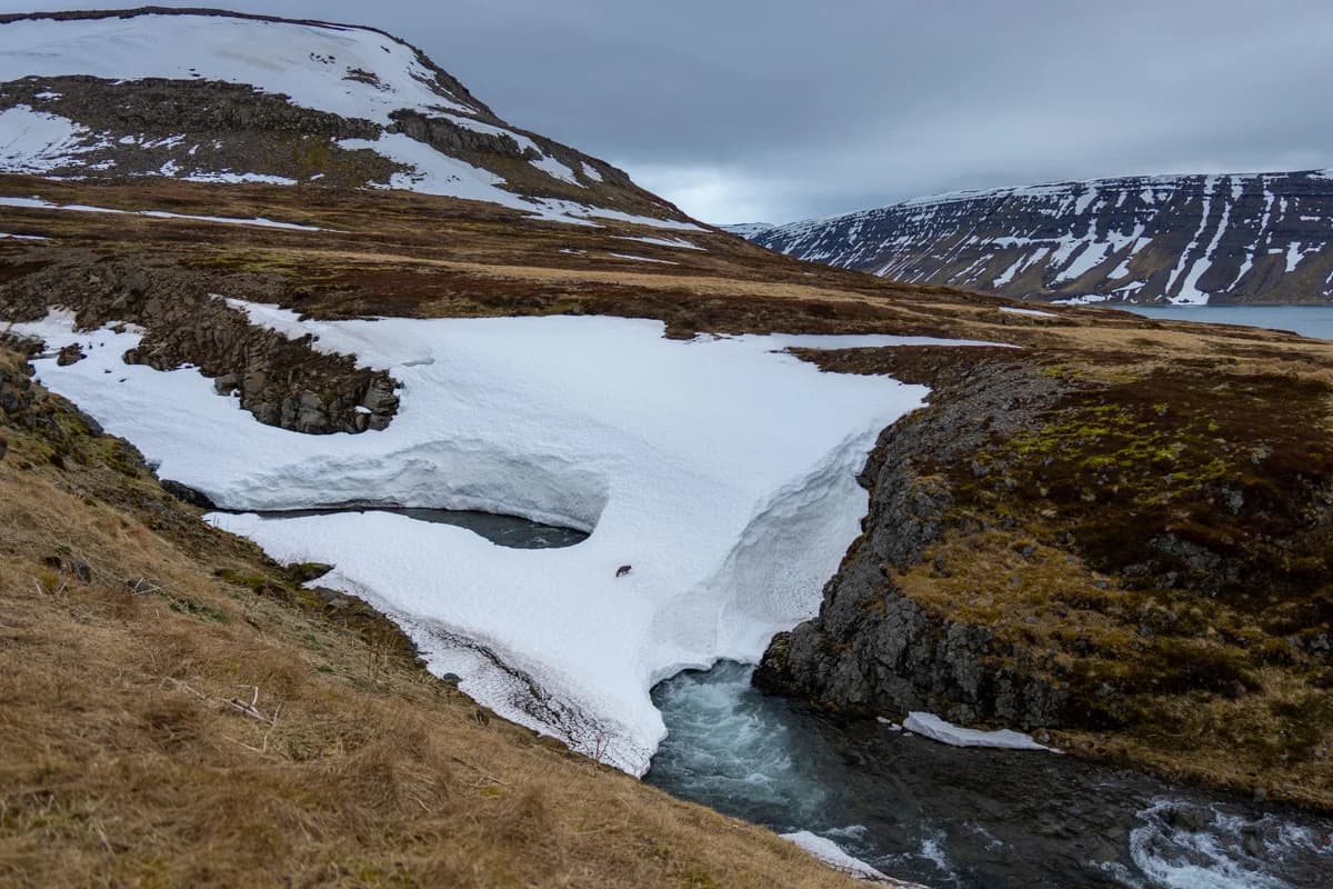 Snölandskap med fjällräv vid en bäck på Hornstrandir