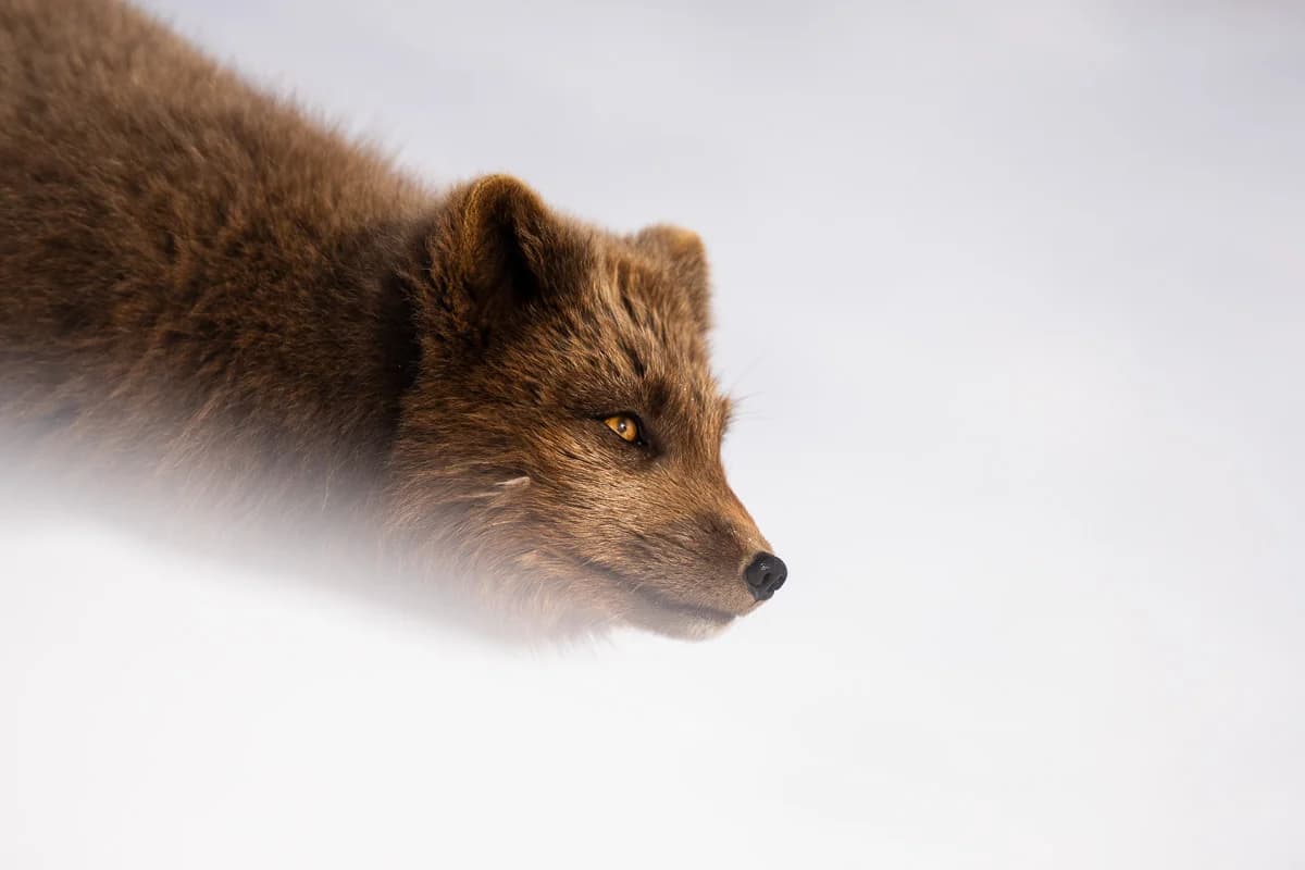 Närbild på fjällräv i snön