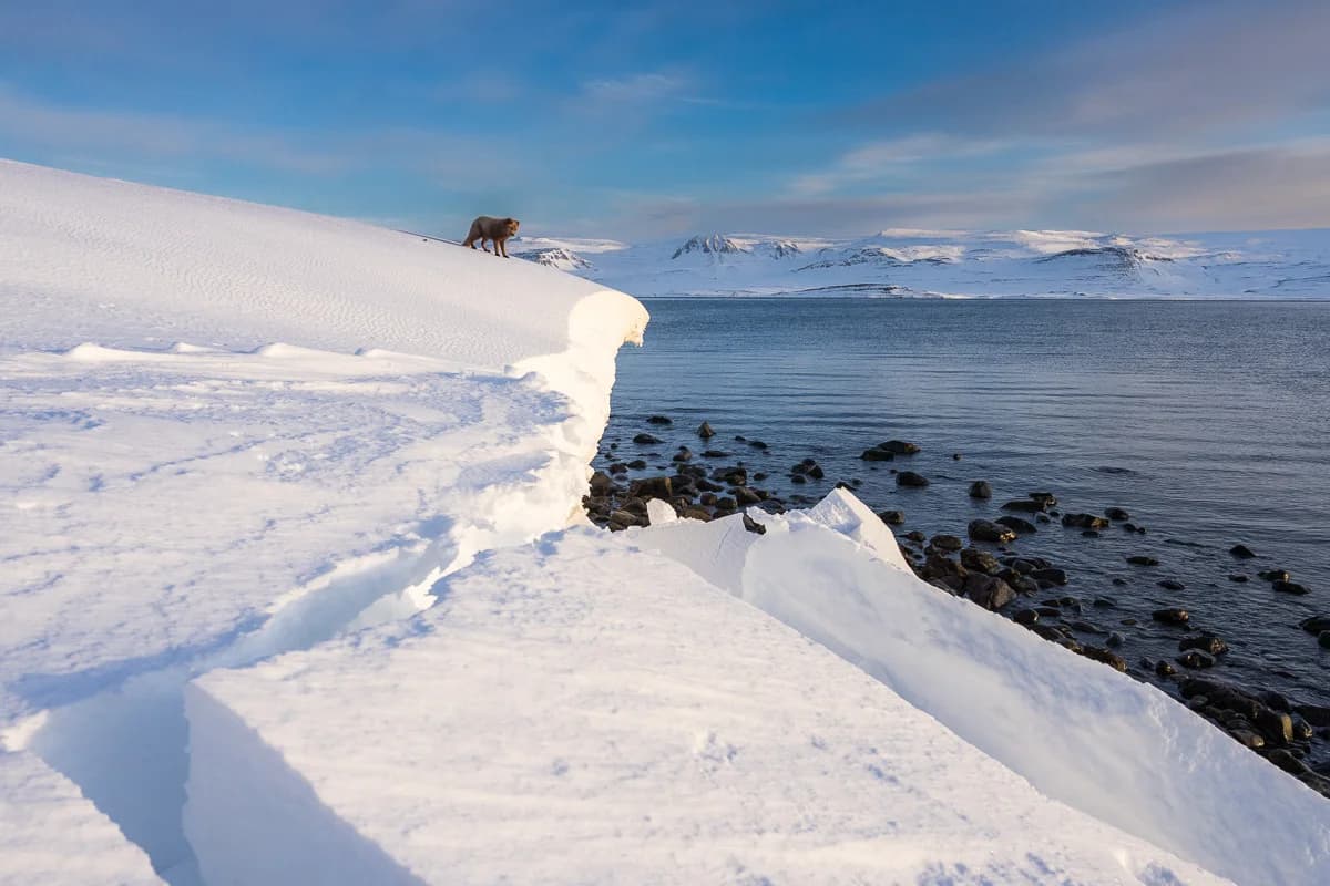 Fjällräv på snöklippa ovanför fjorden