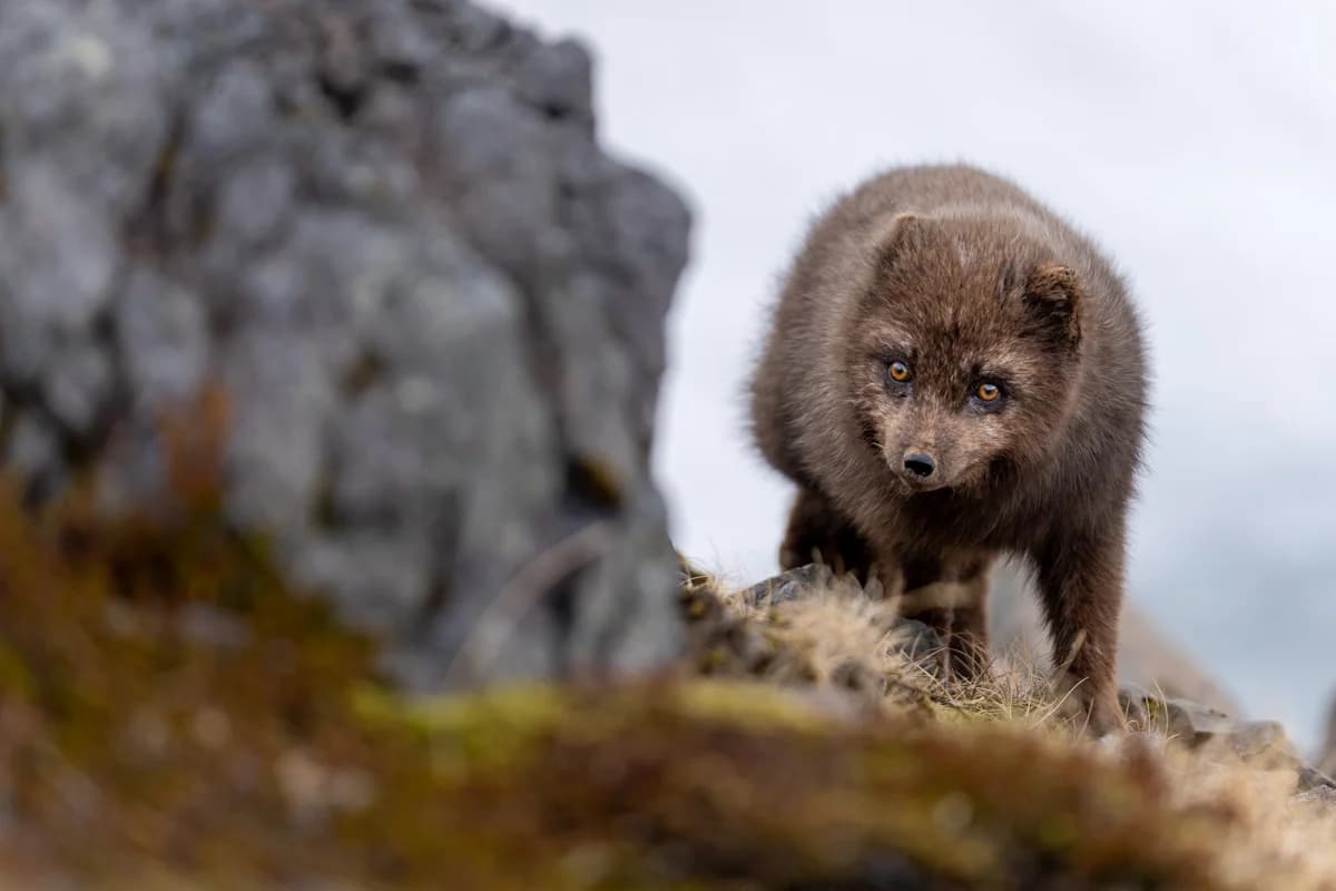 Mörk fjällräv i klippig miljö på Hornstrandir