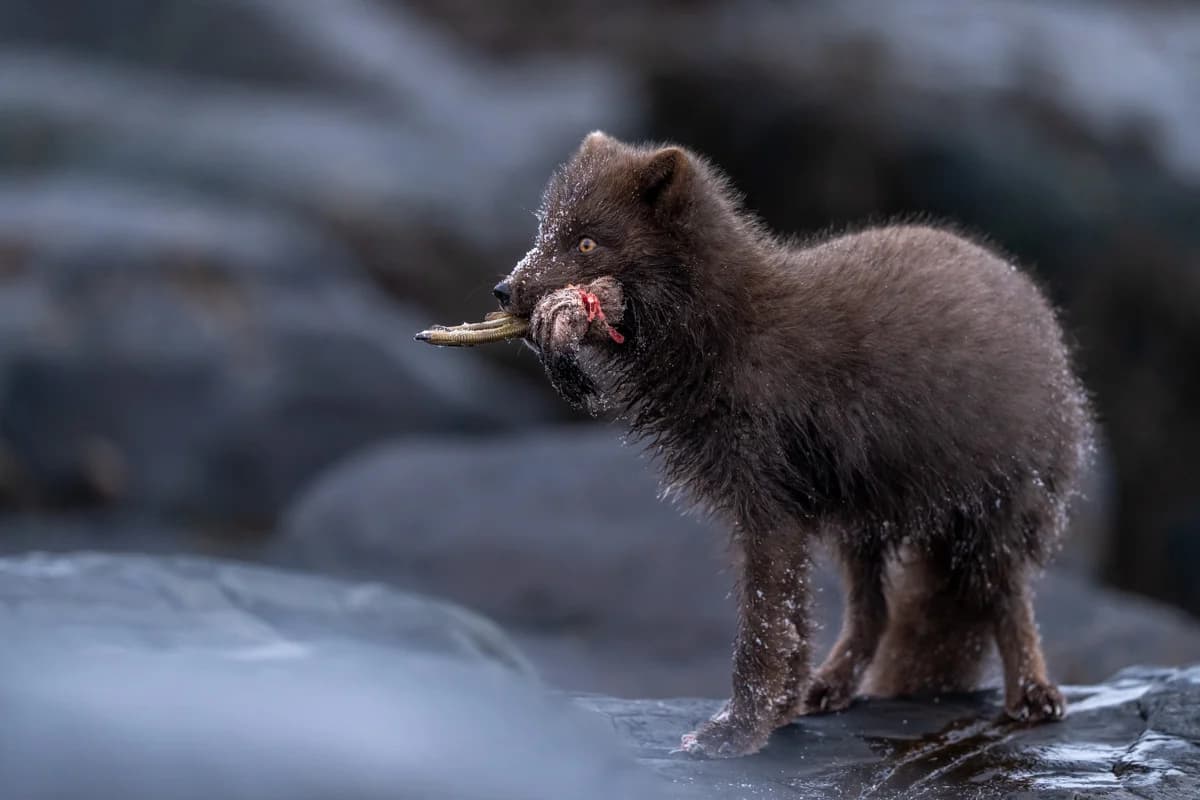 Fjällräv med marint byte vid kusten