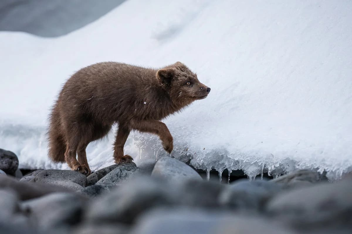Fjällräv mellan snö och kustens stenar
