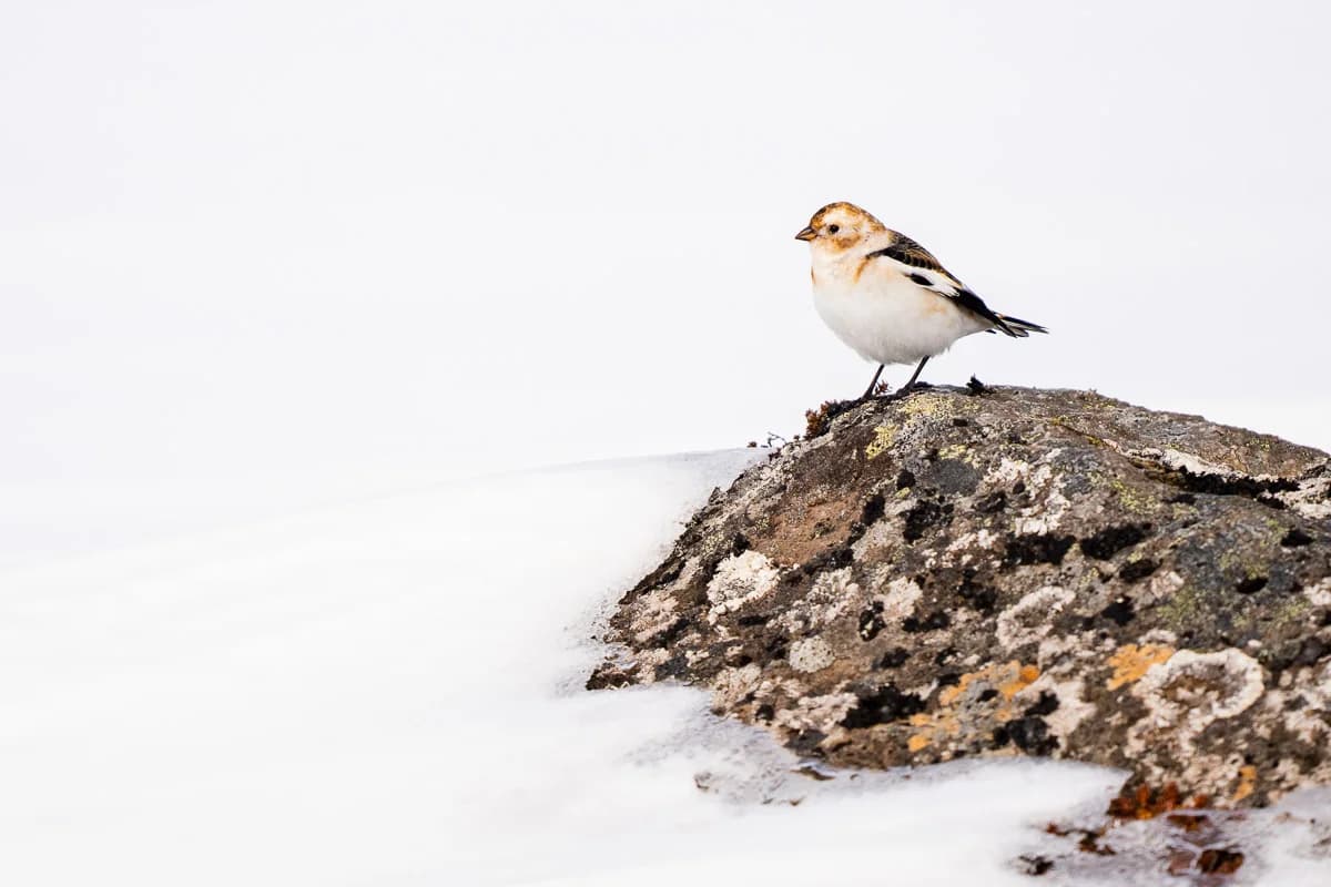 Snösparv på en lavklädd sten