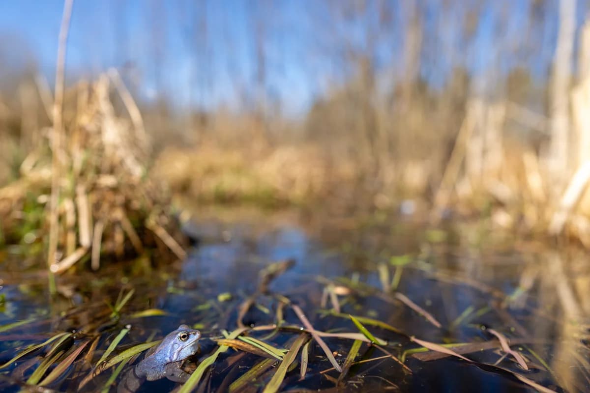 Åkergroda i våtmarkens miljö
