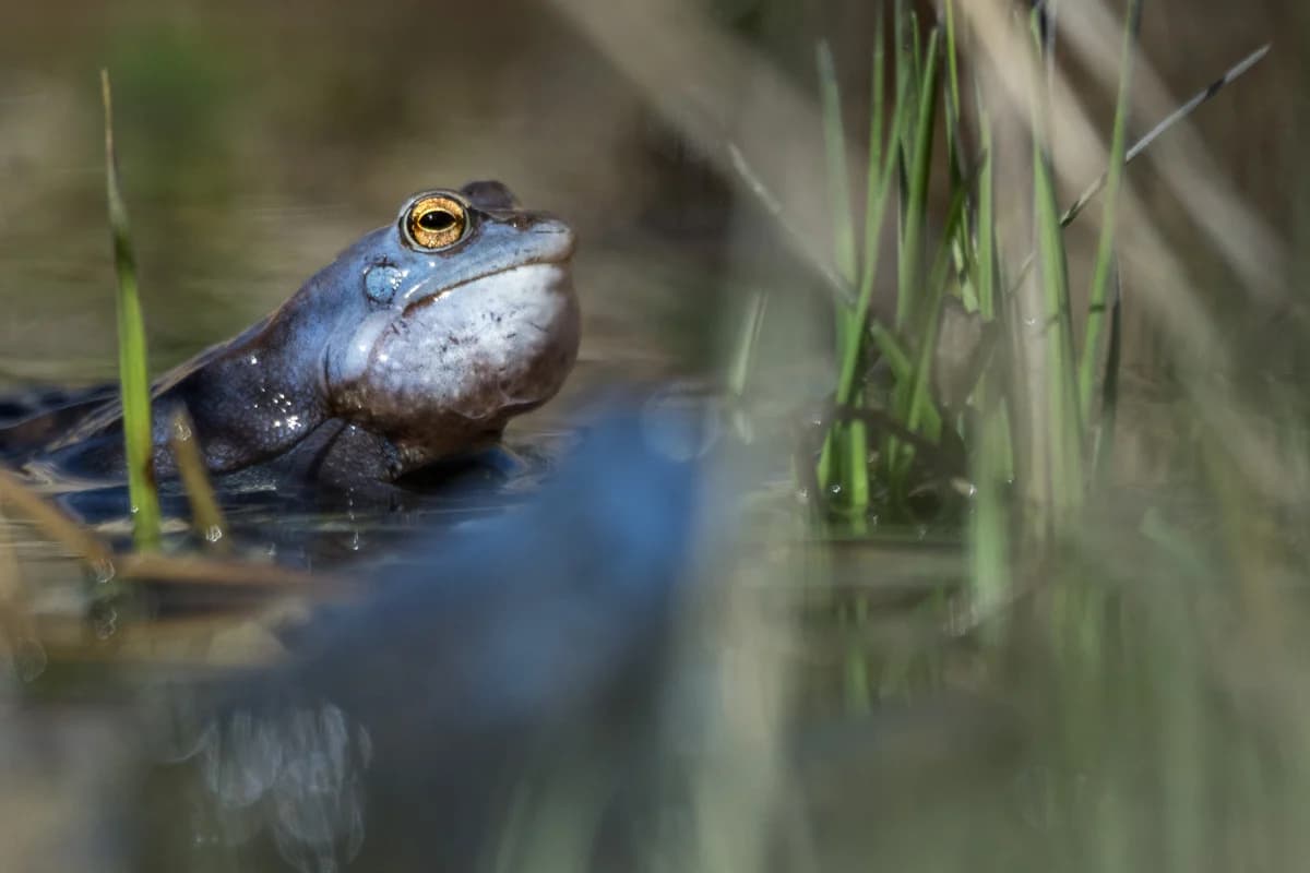 Blå åkergroda i vatten bland gräs