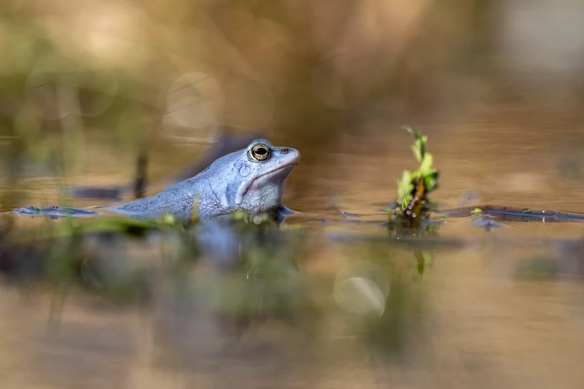 Åkergroda fotograferad från låg vinkel