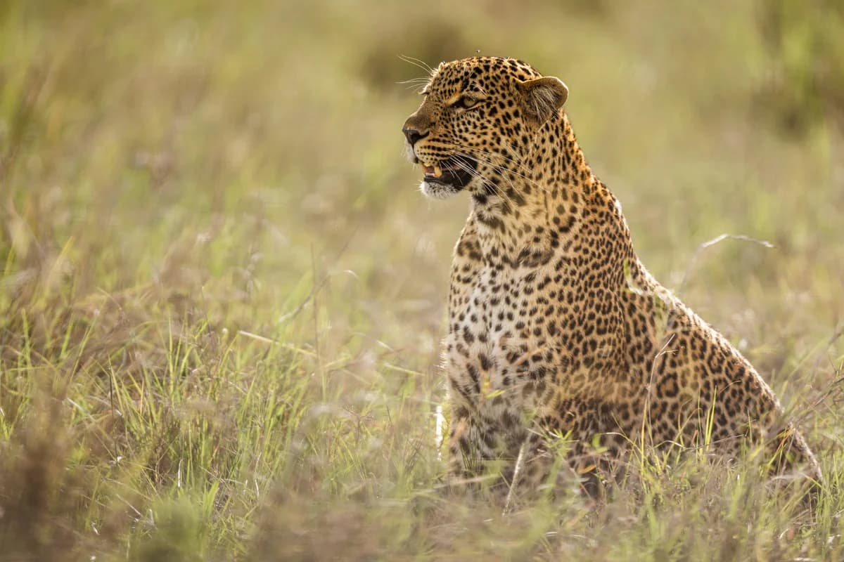 Leopard sittande i savanngräset i Masai Mara
