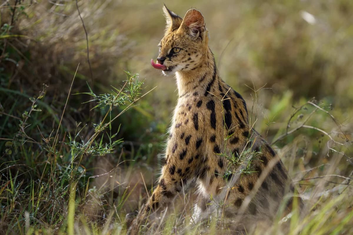 Gepard på en kulle mot dramatisk skymningshimmel i Masai Mara