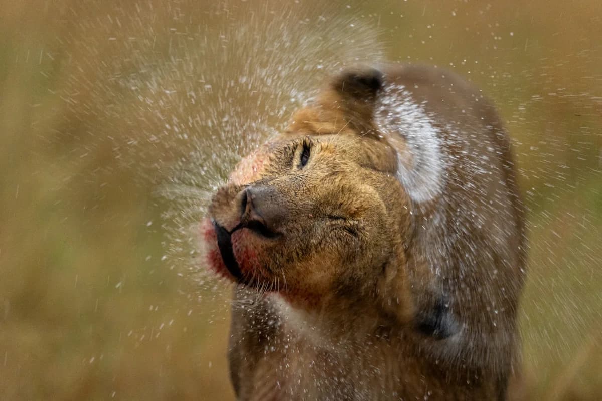 Två geparder som ömt toaletterar varandra i Masai Mara