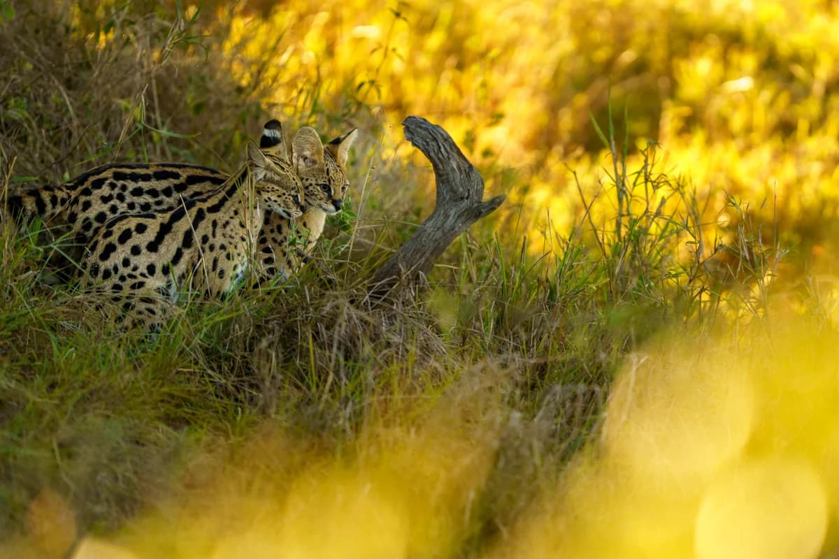 Lejoninna i alert profil bland grönt savanngräs i Masai Mara