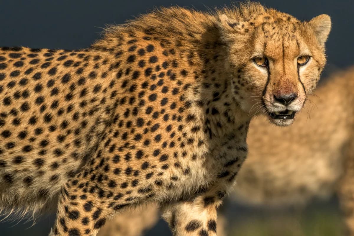 Två lejonungar som leker och brottas på en klippa i Masai Mara