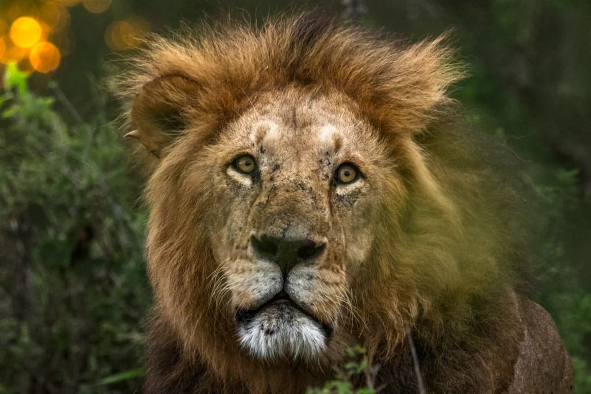 Närbild på leopard som blickar mot kameran med en till i bakgrunden i Masai Mara