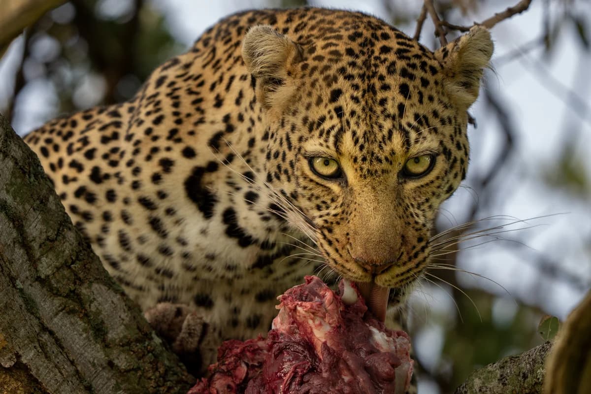Konstnärlig bild med rörelseoskärpa på leopard i rörelse i Masai Mara