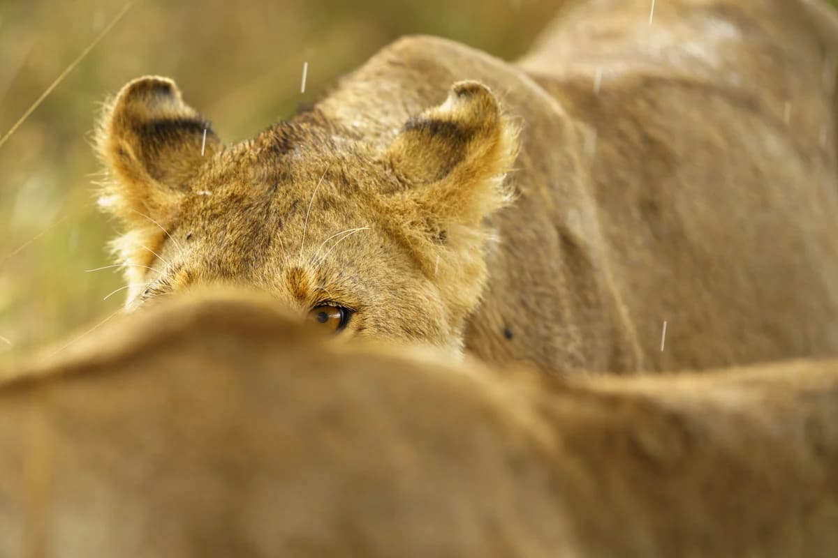 Servalkatt i profil som går genom högt gräs på savannen i Masai Mara