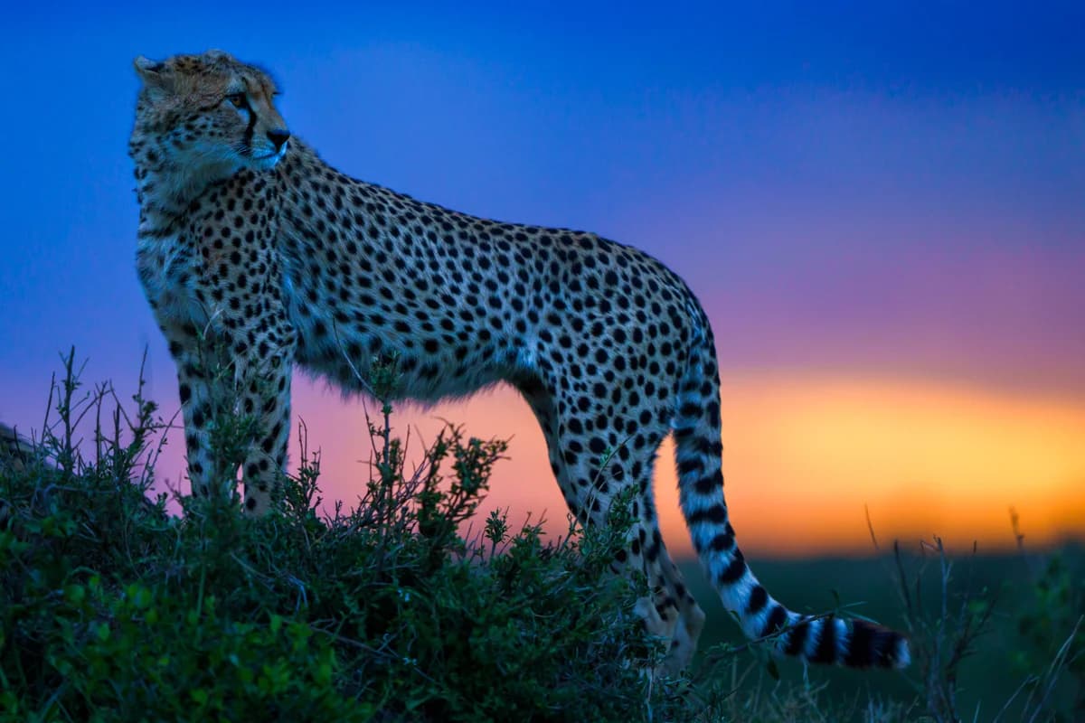 Två servalkatter i gyllene ljus bland savanngräs i Masai Mara