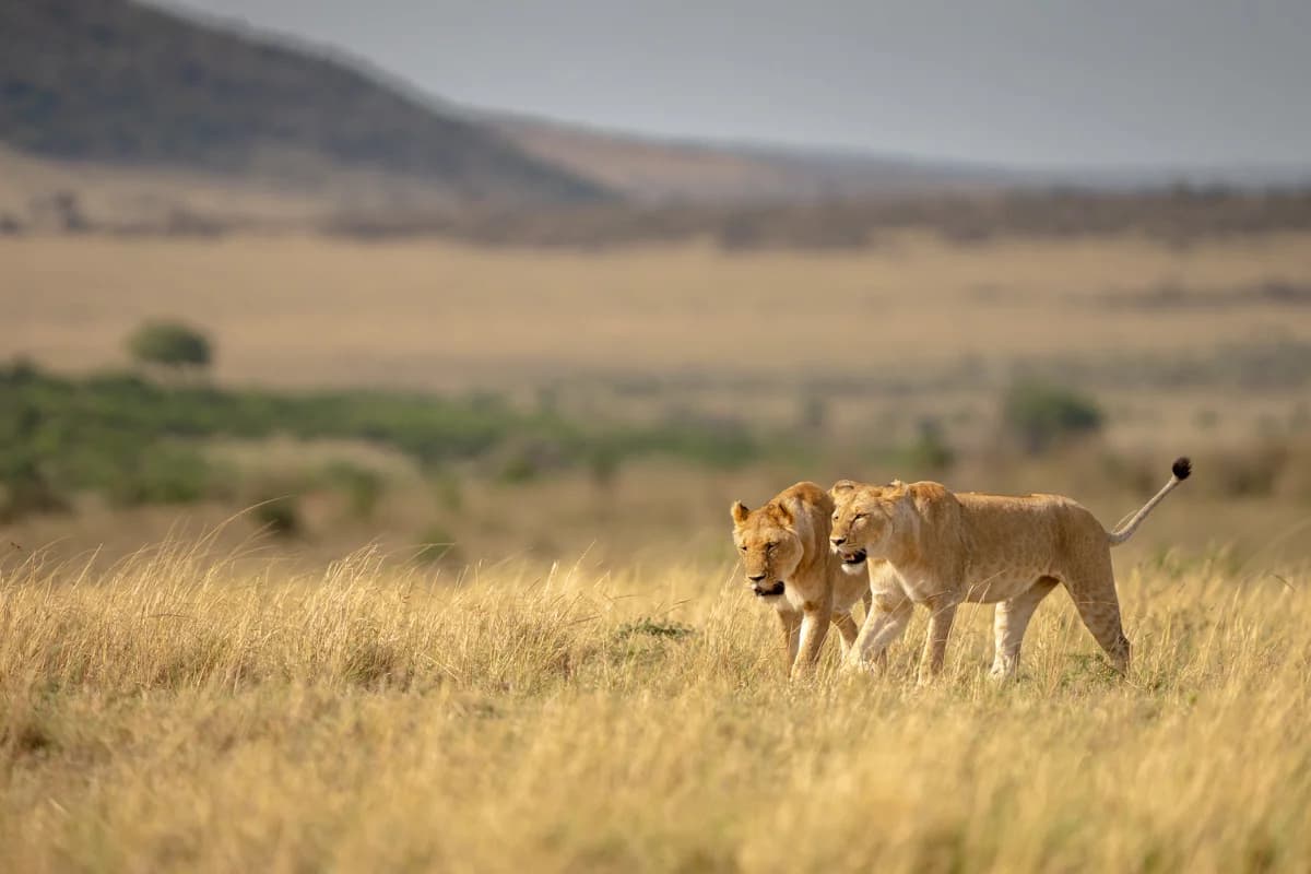 Två lejoninnor på den vidsträckta savannen i Masai Mara