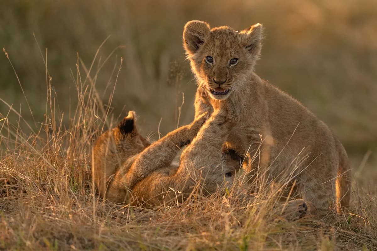 Närbild på lejonhane med blick mot kameran i Masai Mara