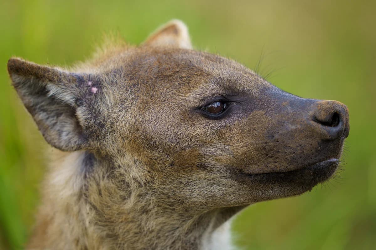 Lejonunge som gäspar på klippa i Masai Mara