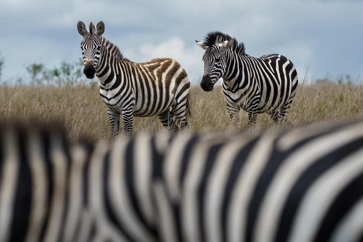 Leopard i träd med gapande mun i Masai Mara
