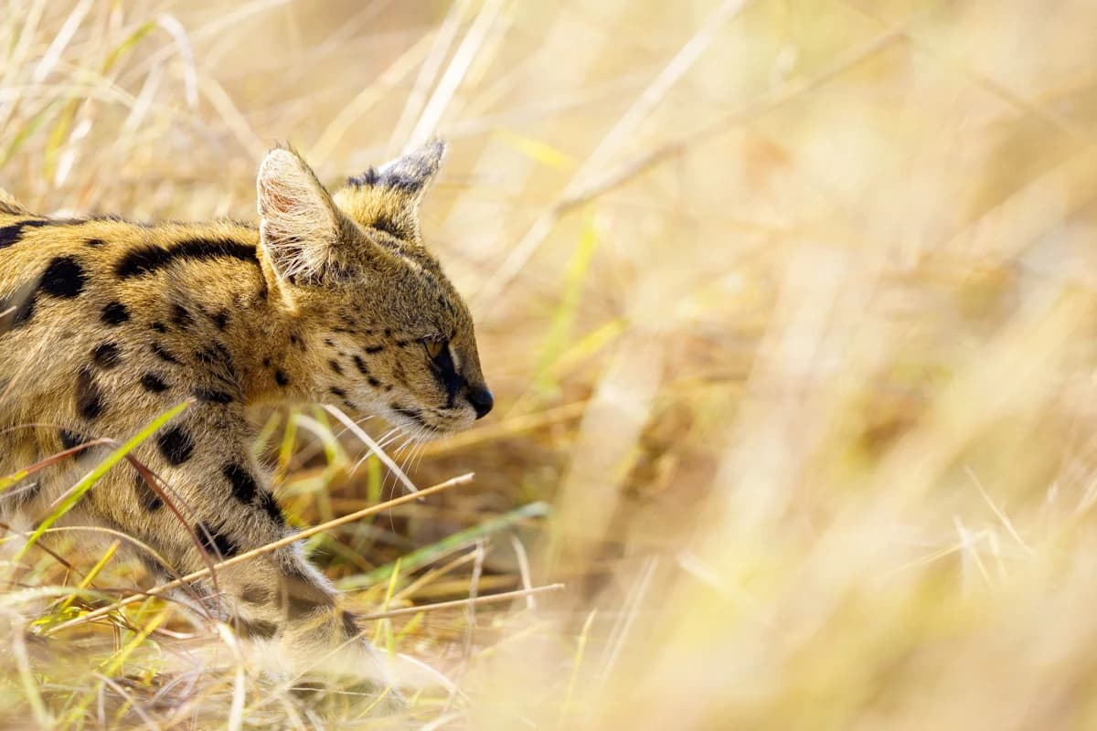 Leopard som klättrar uppför trädstam på savannen i Masai Mara