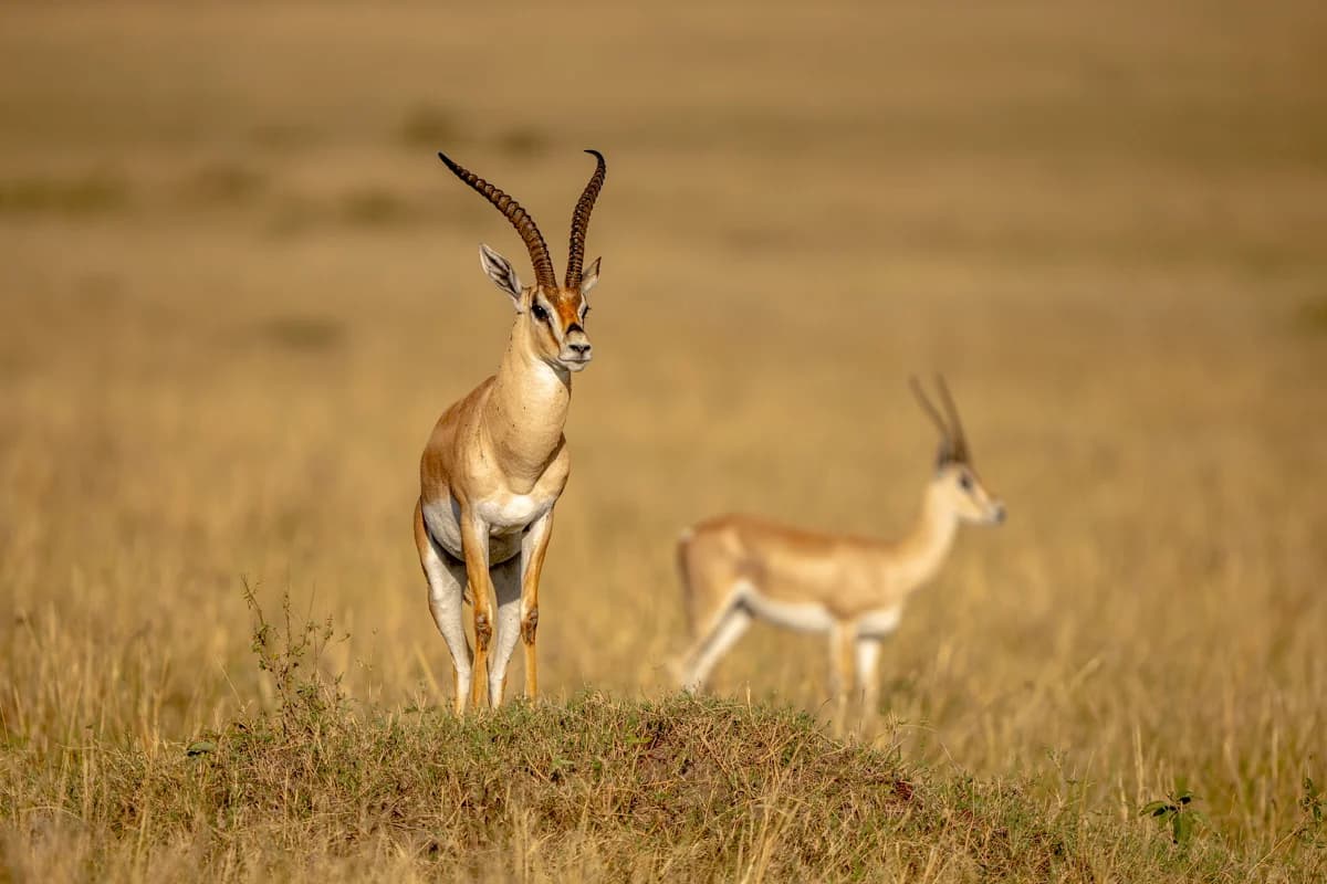 Servalkatt som slickar nosen i högt gräs i Masai Mara