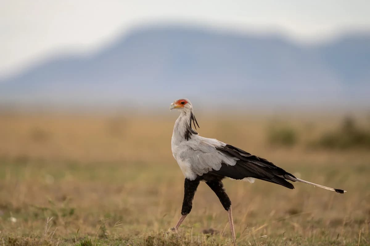 Två schakaler som söker föda i savanngräset i Masai Mara