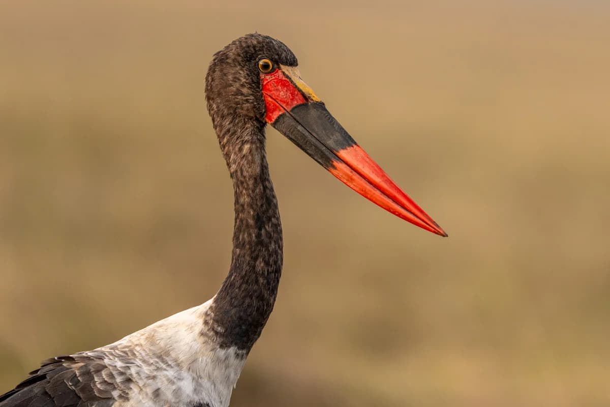 Två silverryggade schakaler i gräs på savannen i Masai Mara