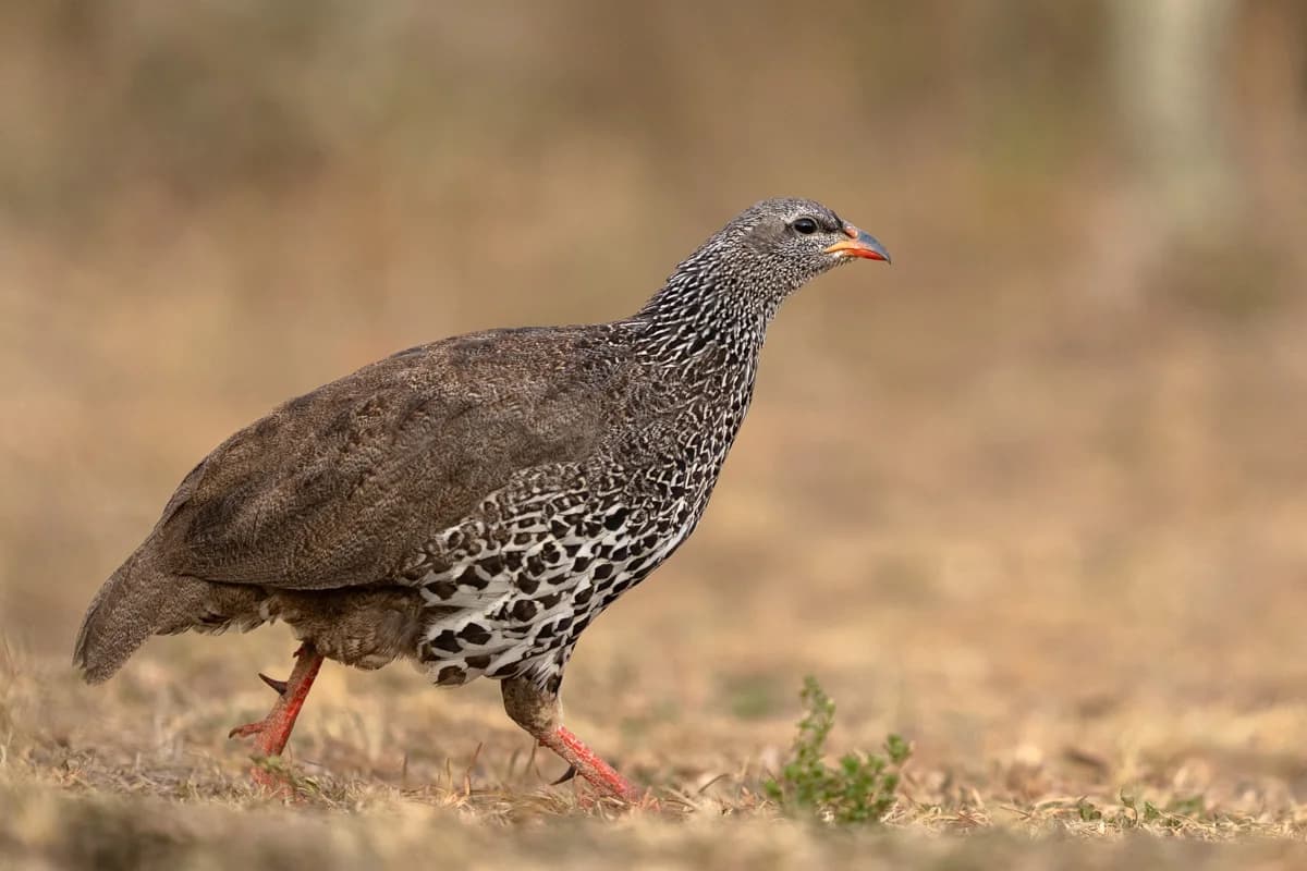 Tre geparder som sitter på savannen i Masai Mara