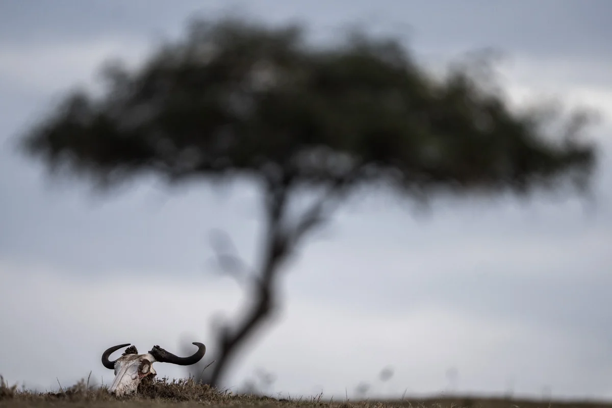 Gnuskalle vid ett ensamt akacieträd på savannen i Masai Mara