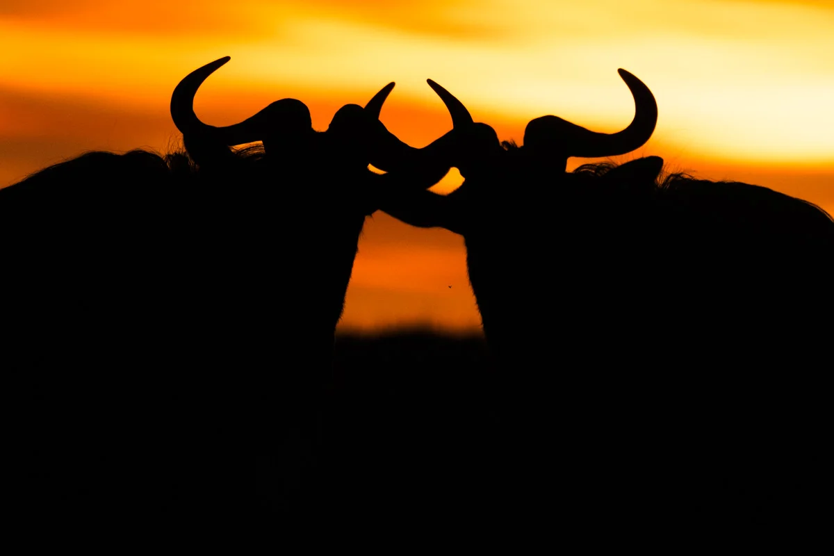 Gasell på savannen i Masai Mara i varmt ljus