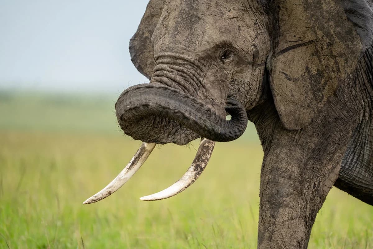 Närbild på gepard i profil på savannen i Masai Mara
