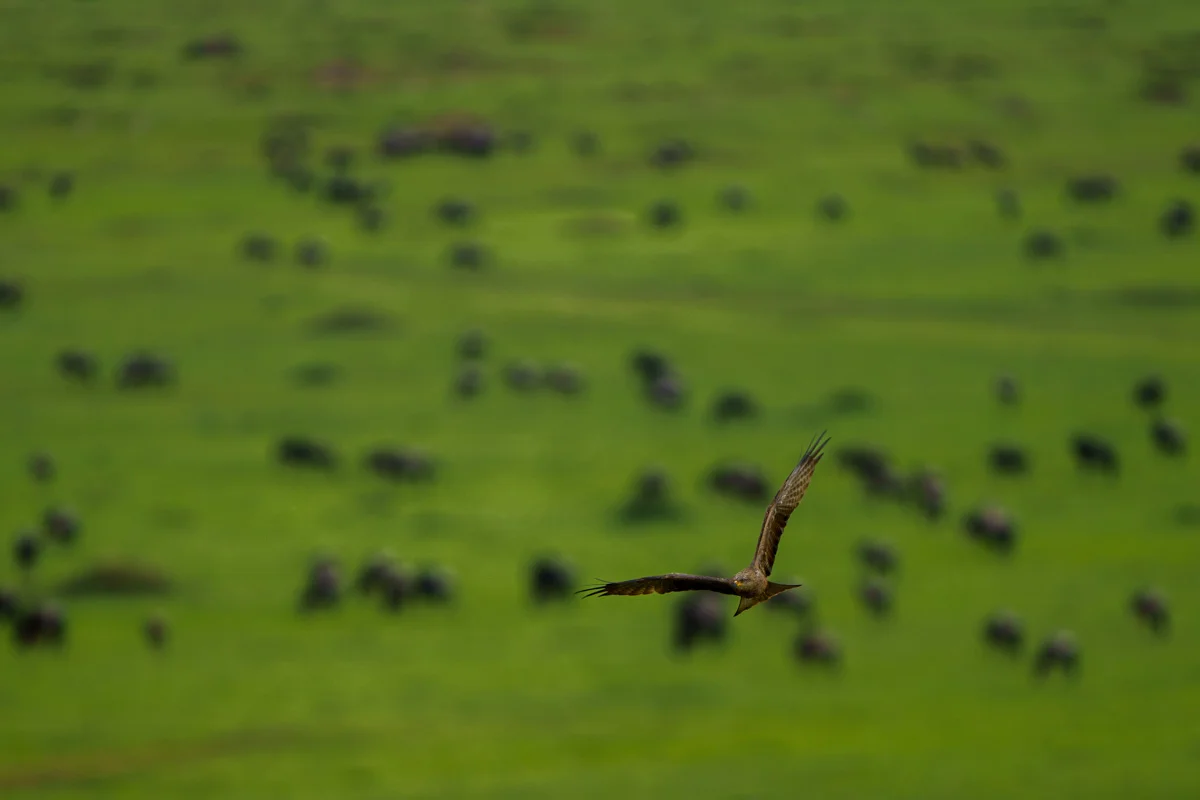 Maasaigiraff i profil mot savannbakgrund i Masai Mara