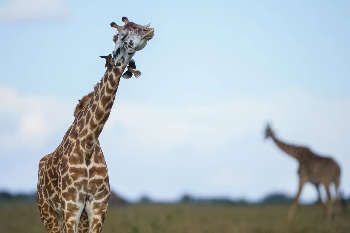 Giraffer i silhuett mot solnedgångshimmel i Masai Mara