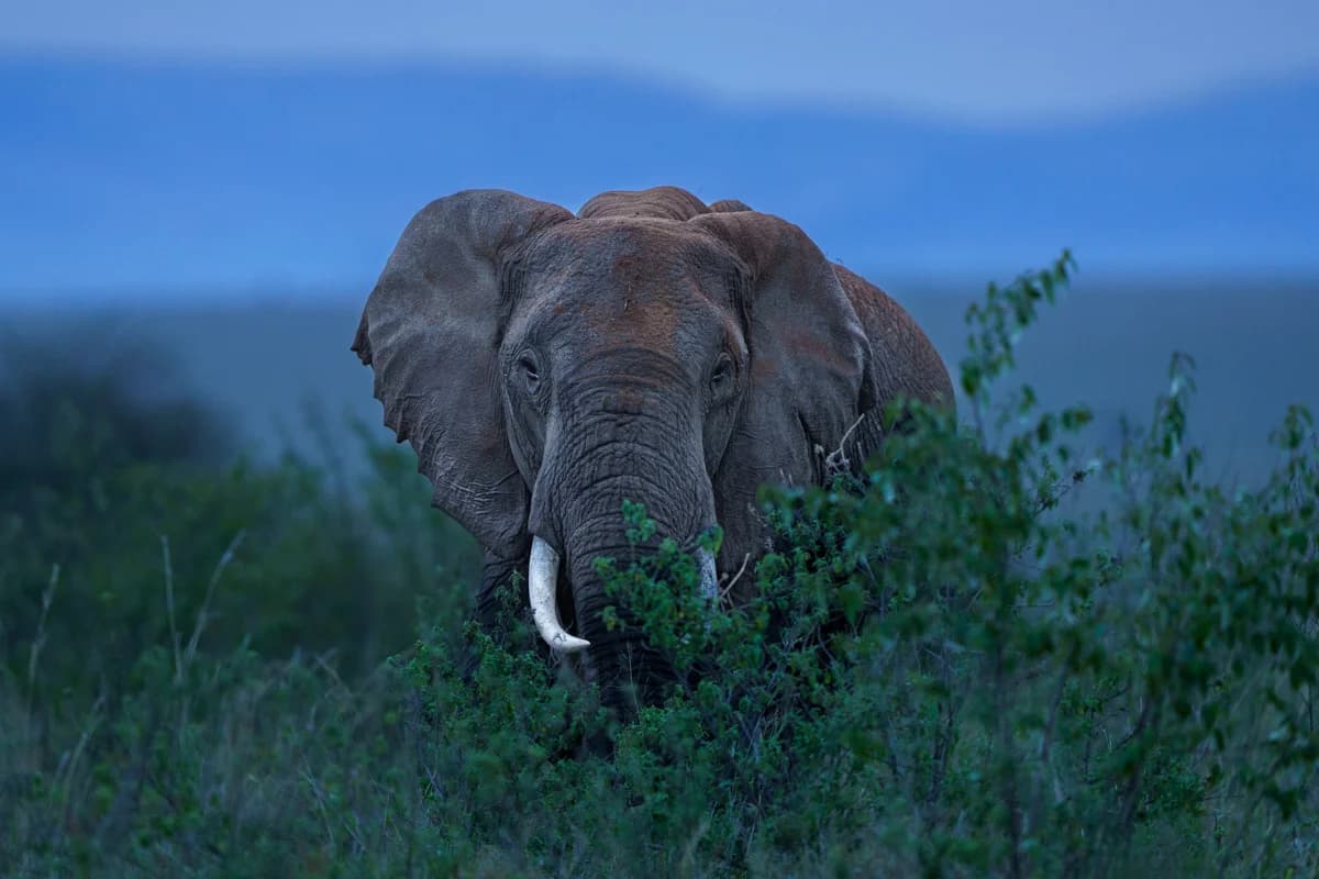 Svart noshörning i profil bland gräs och buskar i Masai Mara