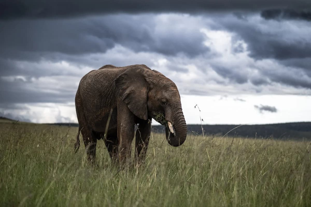 Afrikansk elefant under dramatiska regnmoln i Masai Mara